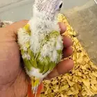 فروخ كنيور بأسعار منافسة