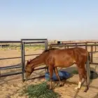 حصان شعبي للبيع