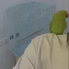 ببغاء دره