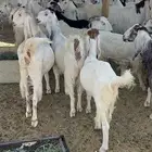 معزا مراح مشاريك دفيع
