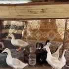 بط بياض