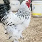 دجاج براهما