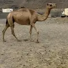 حمرا عمانيه لقحه