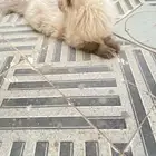 قطه نوعه همالاي السعر نبدا اسوم من 500 عمره سنه