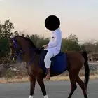 حصان شعبي