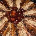 خبز الجنوب خبز الميفا التنور