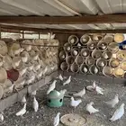 حمام للبيع فرنسي 60