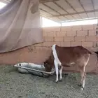 حسيله للبيع