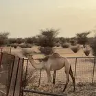 للبيع بنت شاهين الجهراء