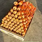 صقعي احمرر مطوق ملكي