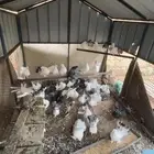 حمام رقاص