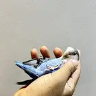 روز اليف