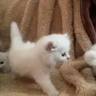 قطط