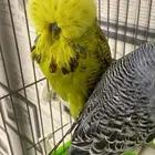 ابغي ازواج استرالي معا فروخهم او يكونو معهم بيض