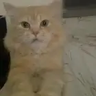 قط للتبني