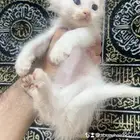قطط أمريكي صغيرة العمر شهرين لعوبة ولطيفة يبغى الزين يلحق