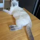 قطه سكوتش فولد