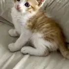قطط للتبني جدة