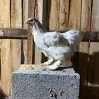 دجاج للبيع
