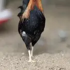 دجاج عربي اصيل(تم البيع)