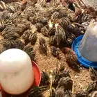 صيصان فيومي وسمان