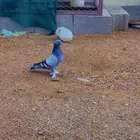 ذكر تركي قلاب