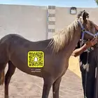 مهرة شعبية للبيع
