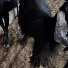 معزا دفيع ومضاريع للبيع