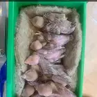 (تم البيع) للبيع فروخ جاوا 6 فاون