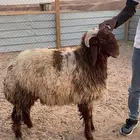 ذبائح نعيم