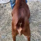 تيس شكر