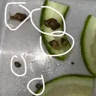 6 حلزونات صغير ببلاش