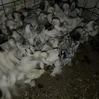 براهما كولمبي