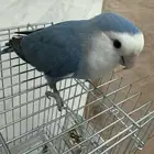 طير روز اليف