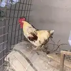ديك لوهمان للبيع