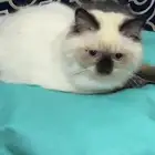للبيع قطط هملايا