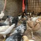 دجاج بلدي وا افيومي