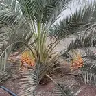 6 نخل برحي جثايث صنف طيب وحلو