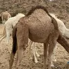 بكره سمين فل شحم