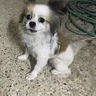 كلبه لعوبه ونشيطه