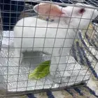 ارنب للبيع