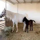 للبيع جملة فرس و مهره و مهره و مهر