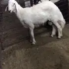 للبيع طلي حري