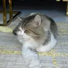 قط للبيع بسعر مناسب