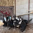 للبيع بط مصري