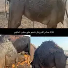 حشو قصب