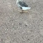 للبيع وز عراقي