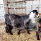 عنزه عارضيه جذعه دافع وقريب ولاده