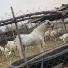 تيس بيشي