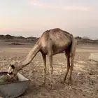 ركبي